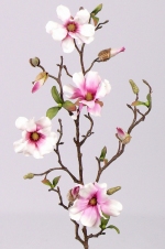 Magnolia fijn wit/roze 75cm 